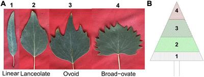 Genetic Architecture of Heterophylly: Single and Multi-Leaf Genome-Wide Association Mapping in Populus euphratica